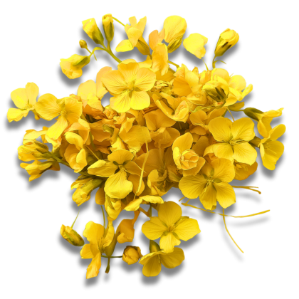 the_every-ingredient-canola_oil_rapeseed