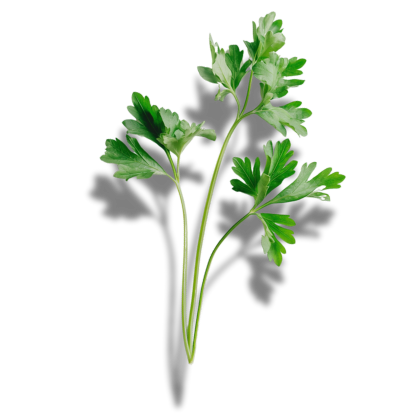the_every-ingredient-parsley_apigenin